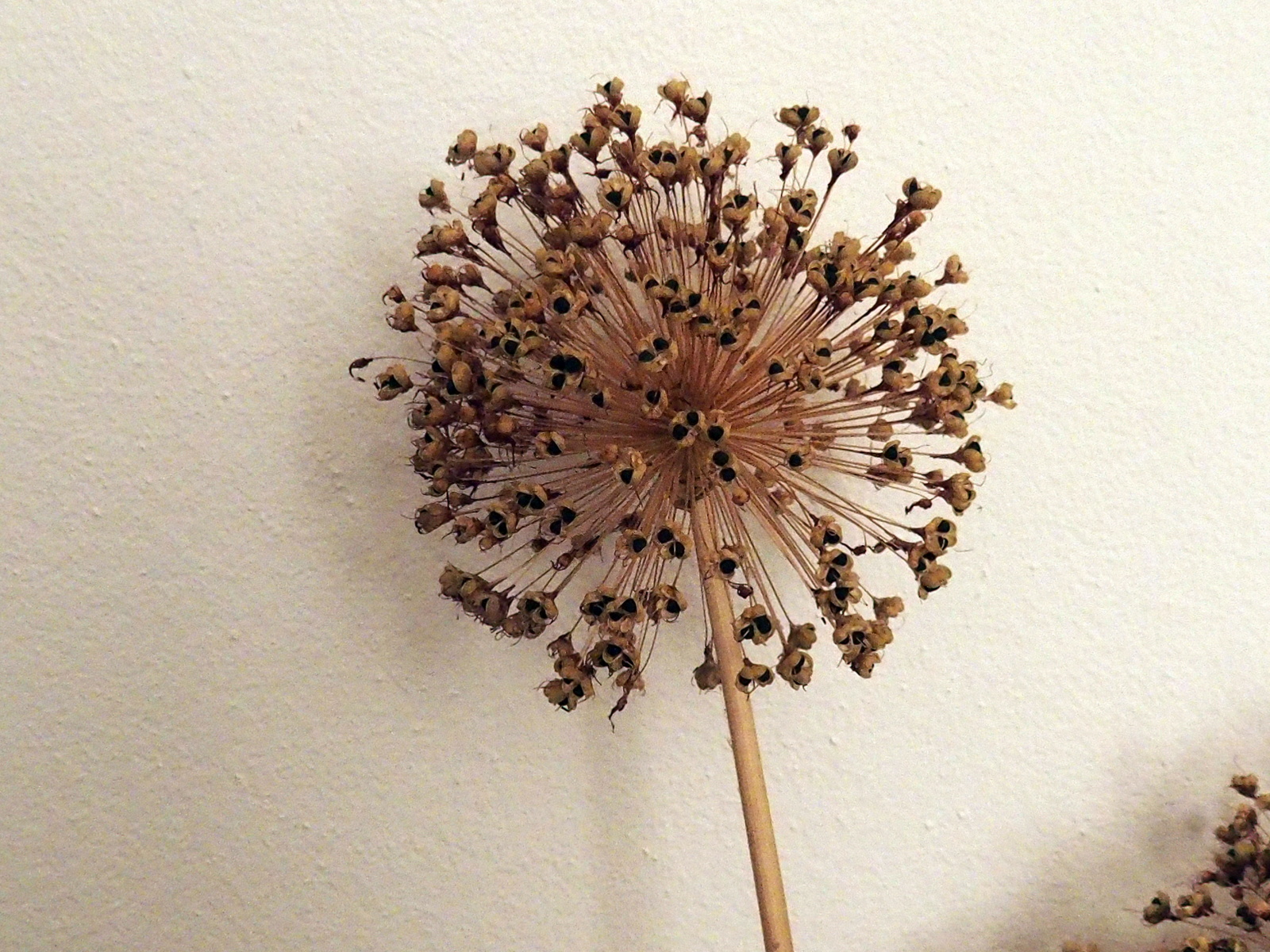 5-HB160053.JPG