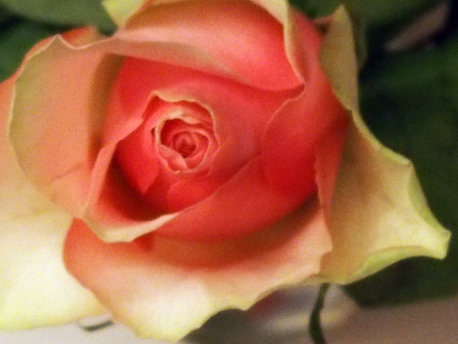 2-HB160050.JPG
