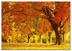 herfst.jpg