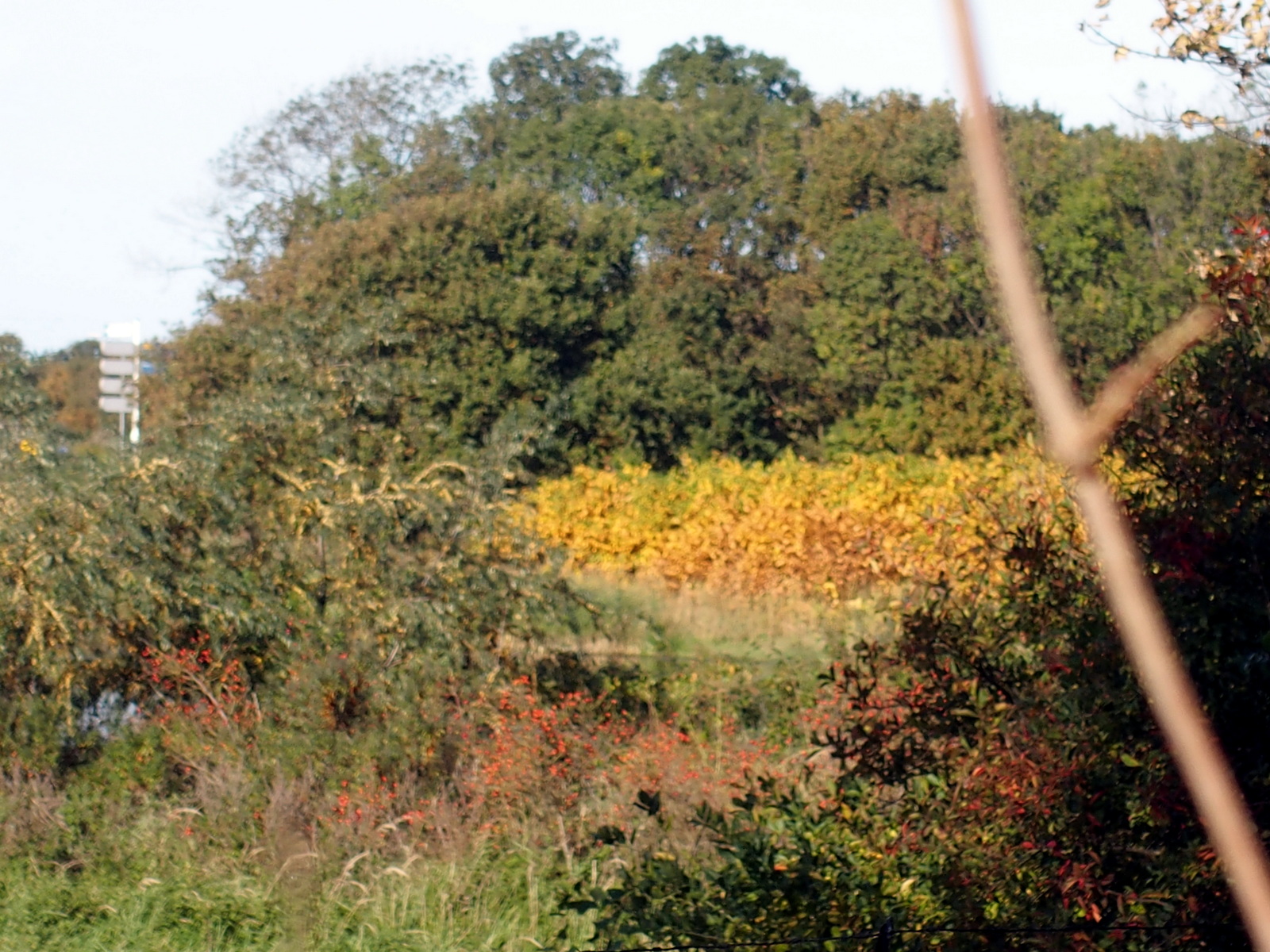 HB250059.JPG