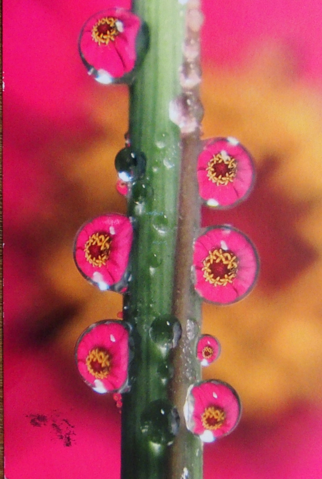 HB270056.JPG