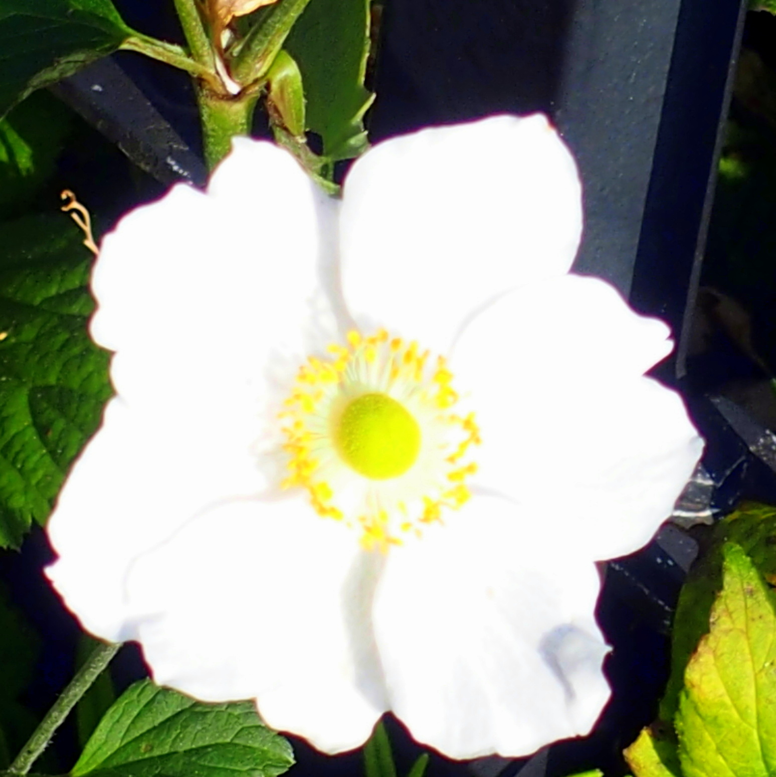 HB290066.JPG
