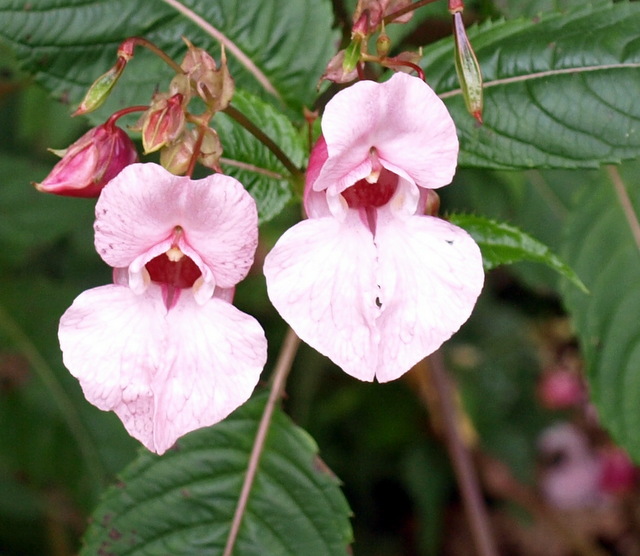 HB010008.JPG