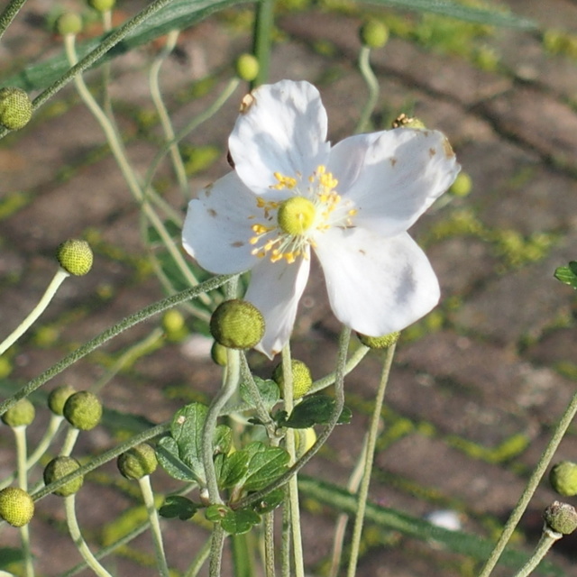 HB290067.JPG