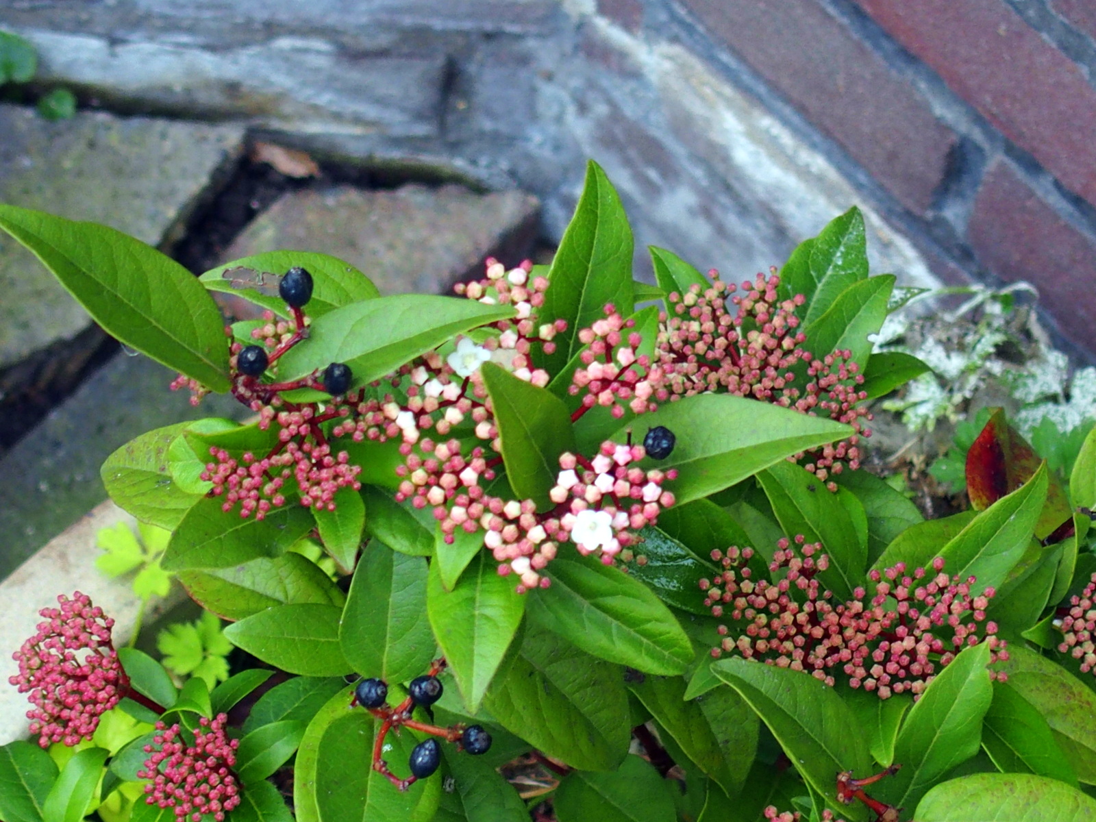 HB060056.JPG