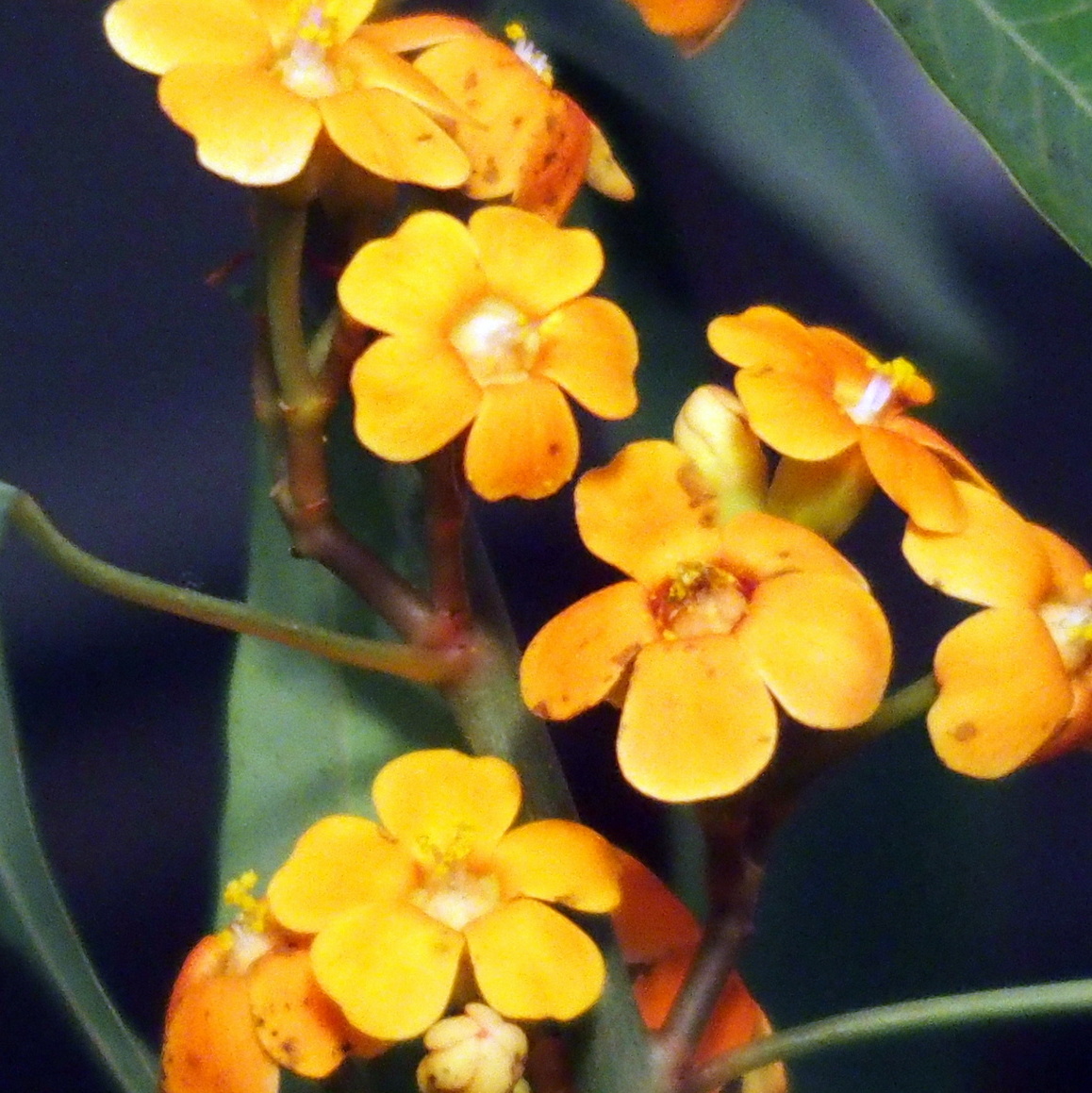 HB270064.JPG